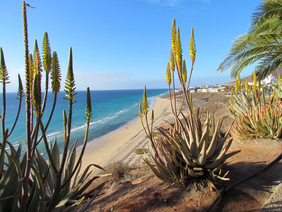 Vacations fuerteventura cactus