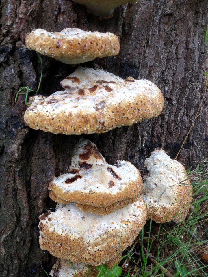 Natural fungus
