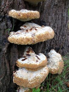Natural fungus