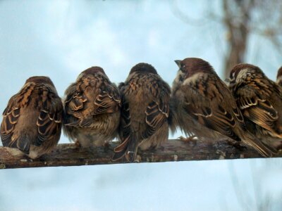 Bird perch sparrow feathered race photo