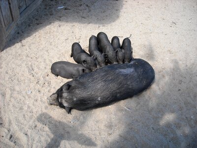 Black mammals family