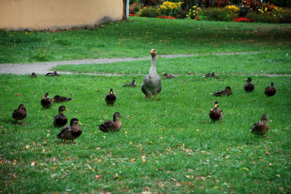 Duck bird water bird plumage