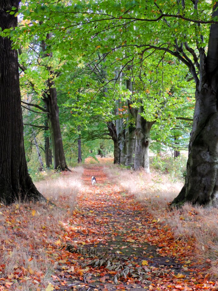 The silence yellow leaves autumn