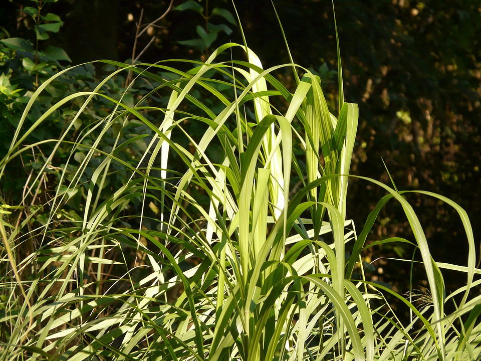 Green plant garden