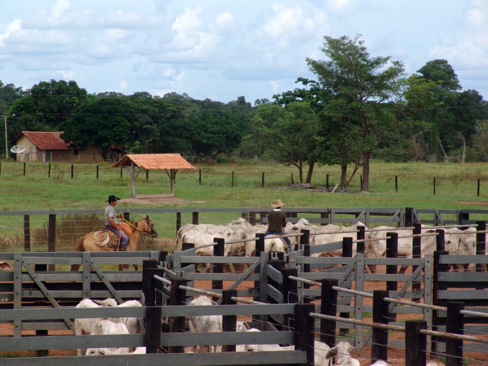 Cattle brazilian cattle herd