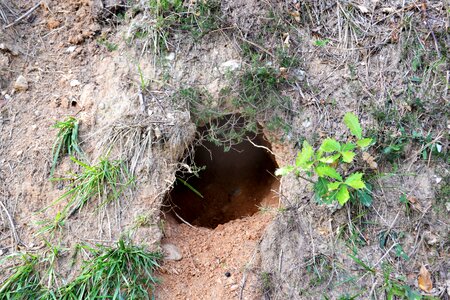 Den terrier hole