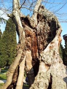 Grove tree in the tree dead plant photo