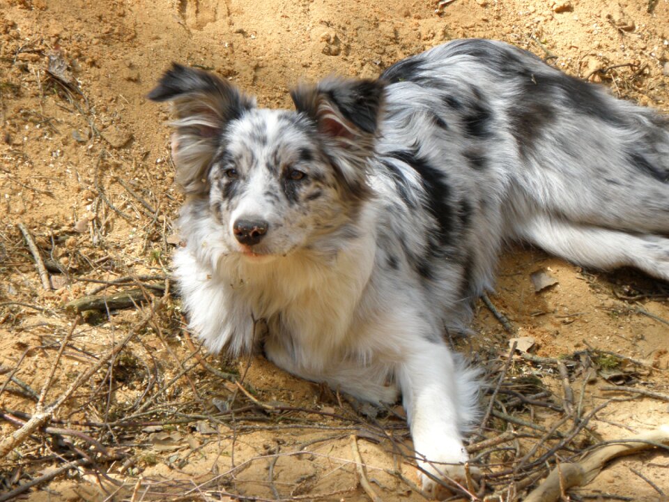 Collie puppy lying