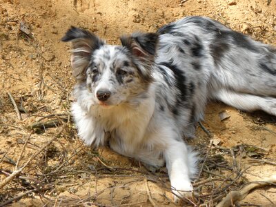 Collie puppy lying photo