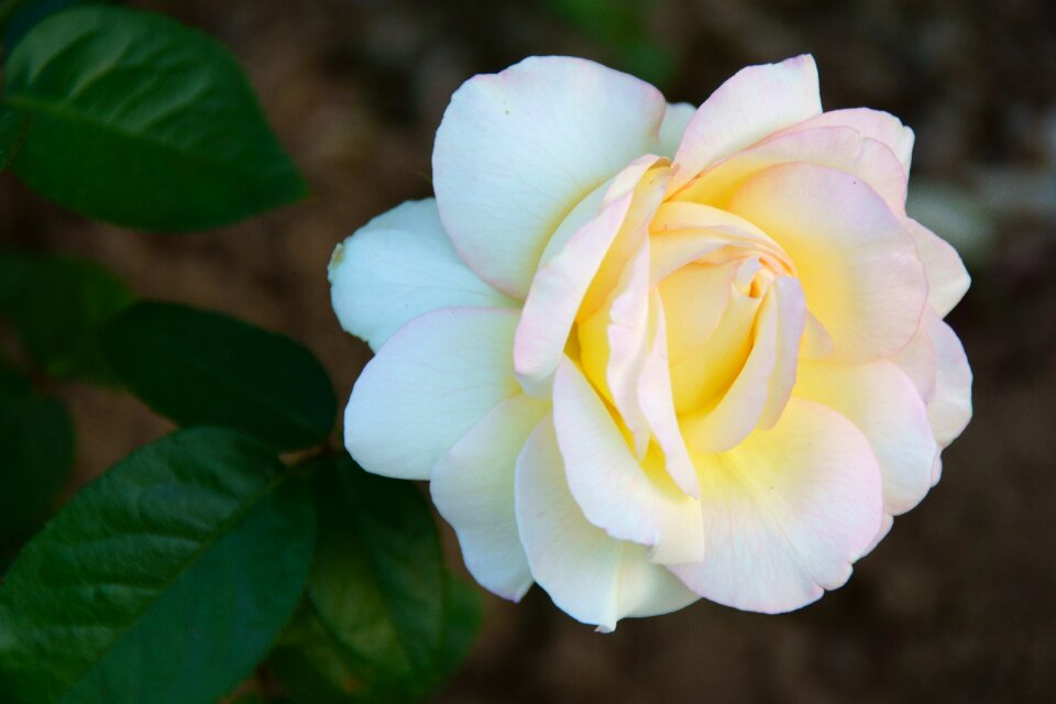 Flowers roses garden