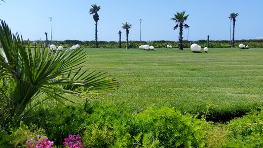 Grass palms holidays