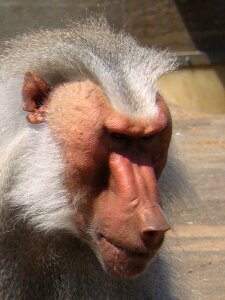 Animal zoo baboon face