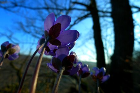 Forest flower nature photo