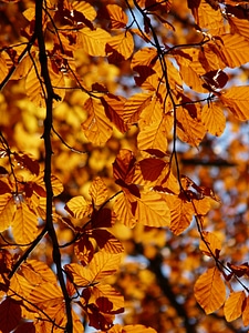 Deciduous tree golden autumn golden october photo