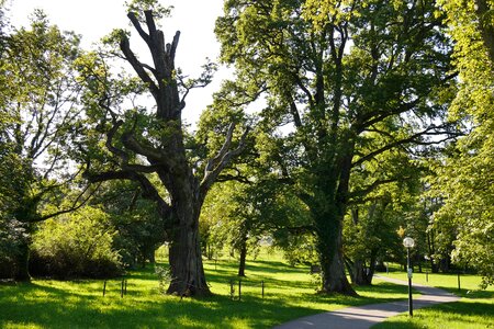 Live new park summer photo