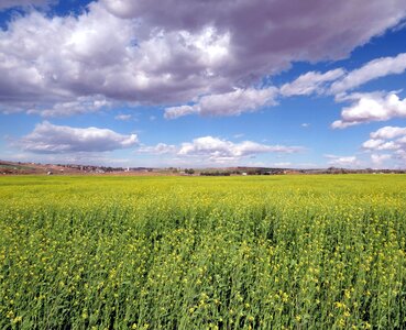 Agriculture landscape nature photo