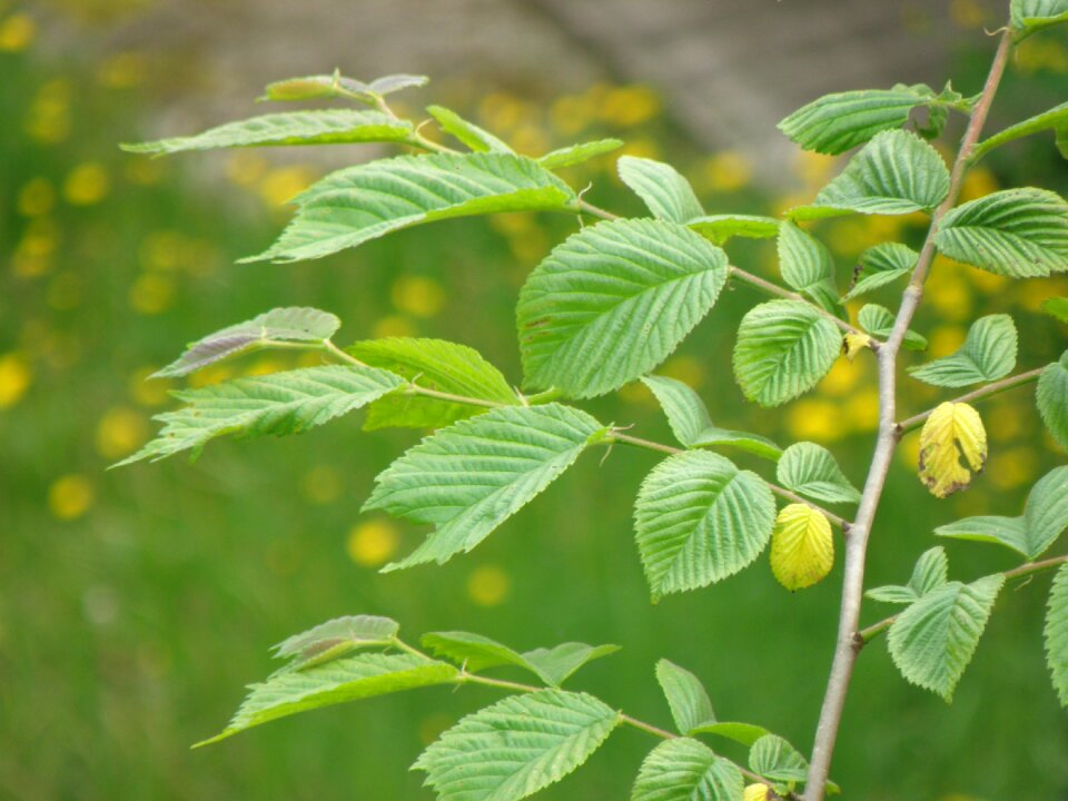 Branch green tree
