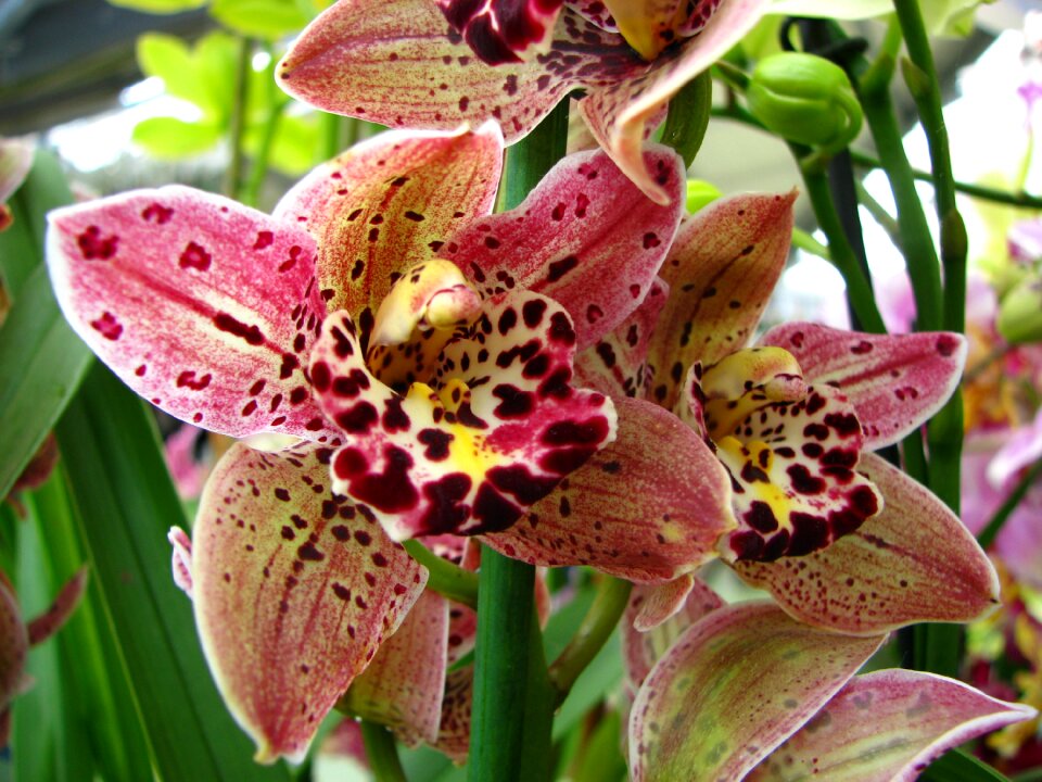 Orchid pink keukenhof