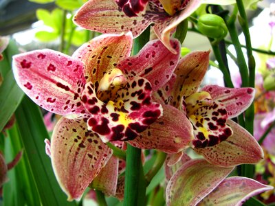 Orchid pink keukenhof