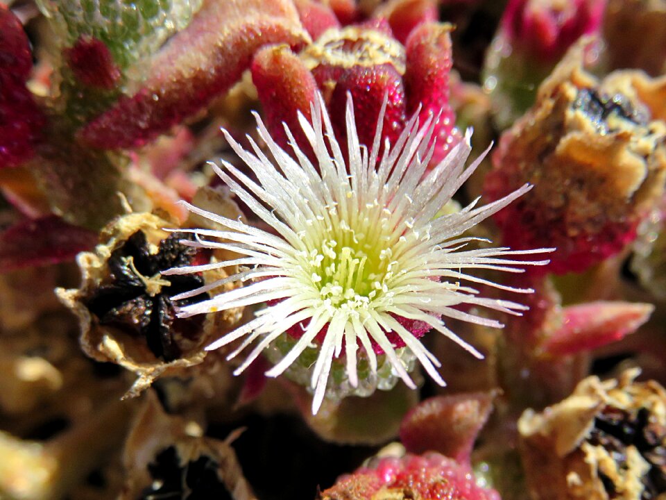 Flower white cactus