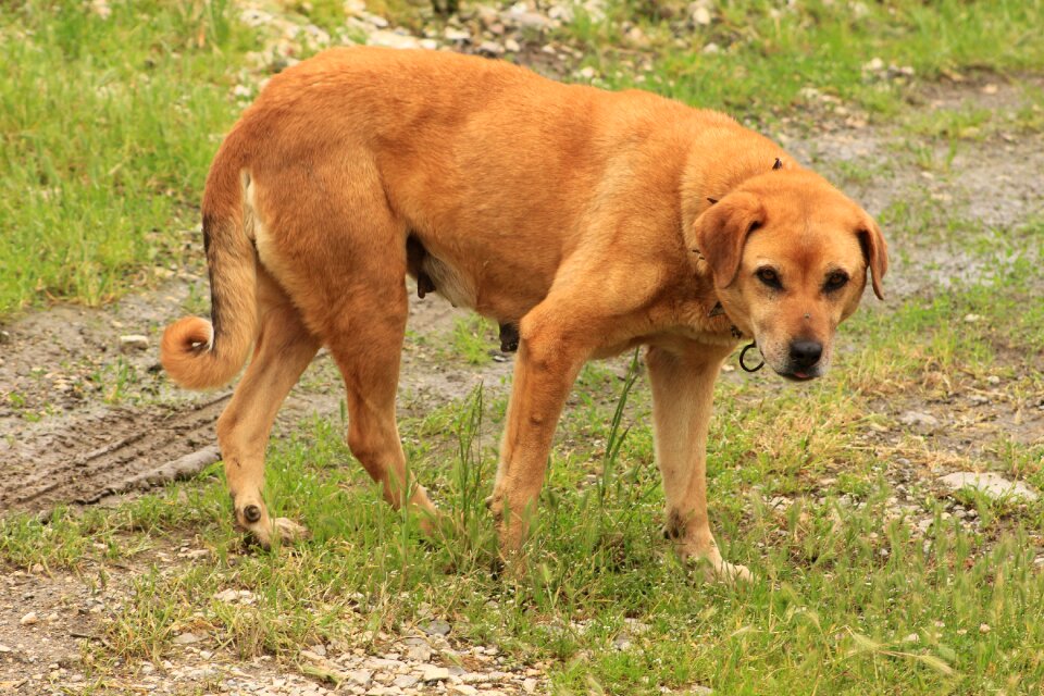 Nature shepherd dog animal