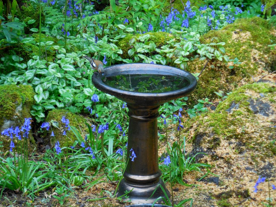 Water wildlife outdoors