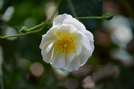 Garden rosebush blossomed photo
