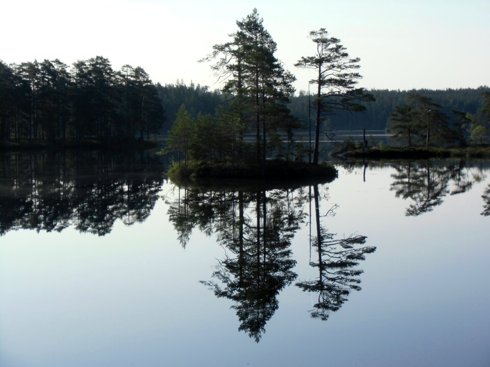 Tree water mirror image