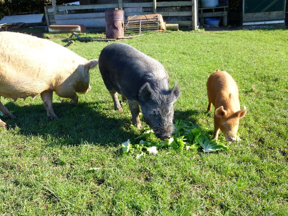 Farm animals animal livestock