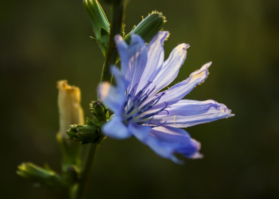 Summer purple purple flower