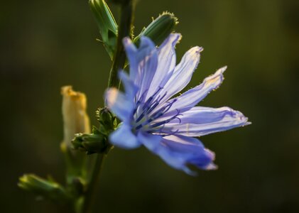Summer purple purple flower