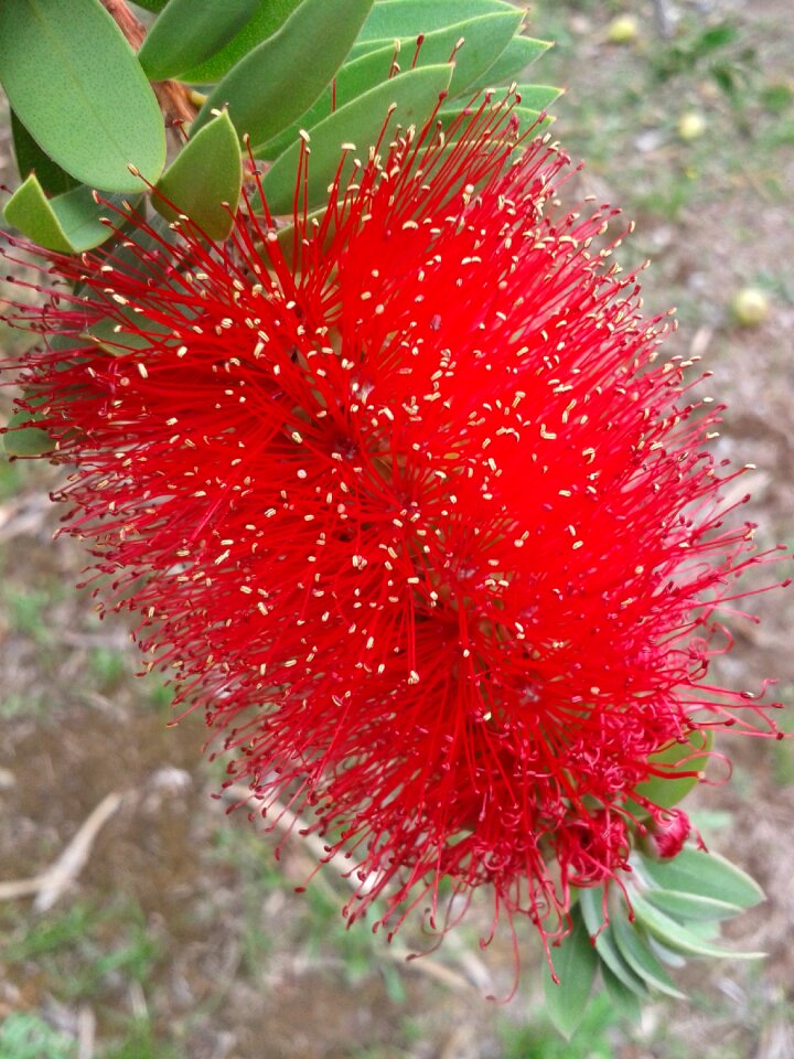 Red bush close up