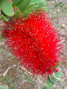Red bush close up