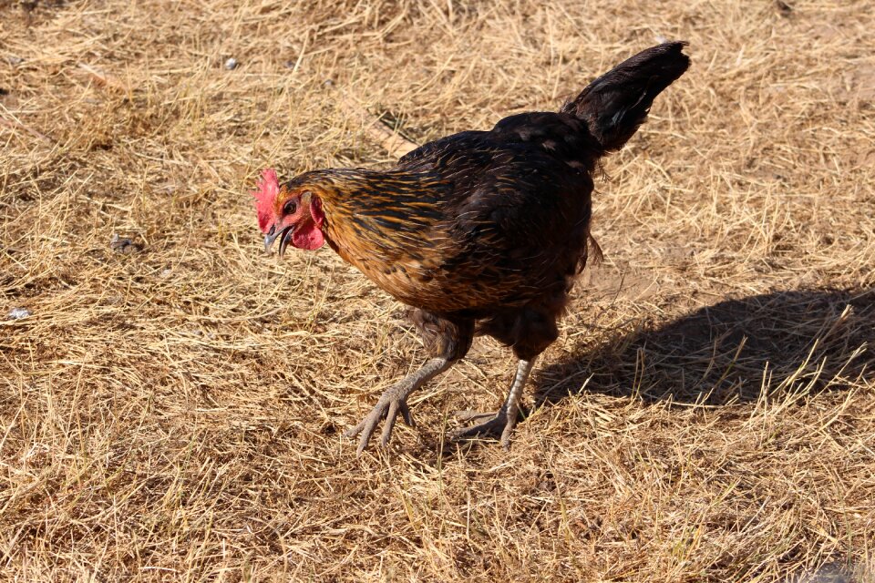 Farm animals poultry country