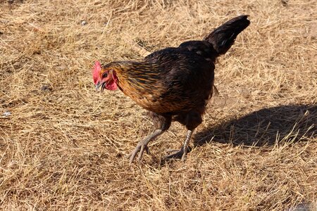 Farm animals poultry country