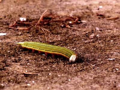 Vintage garden worm