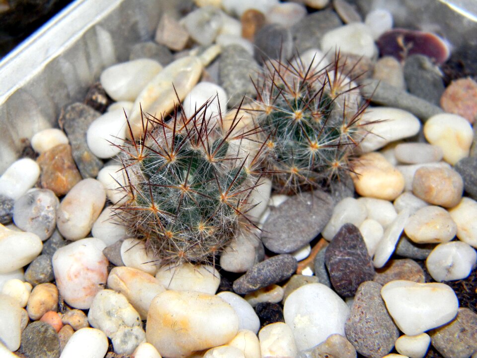 Green needles plants