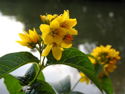 Flower yellow yellow flower