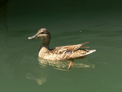 Lake balaton nature bird