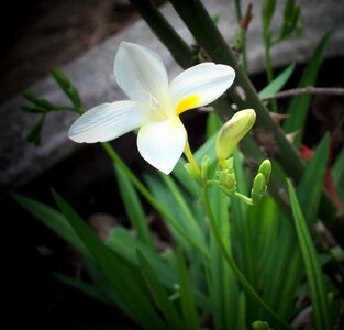 Green white plant