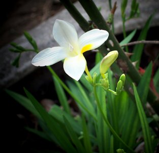 Green white plant photo