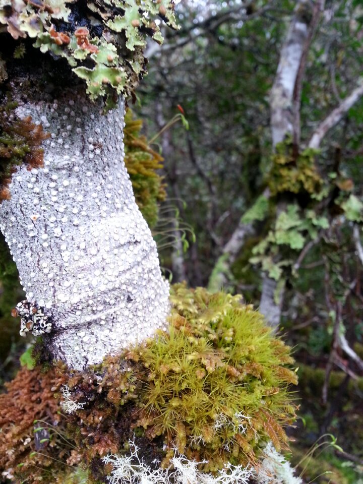 Woods bush white