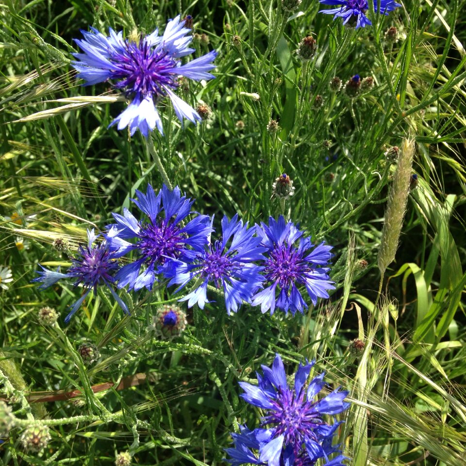 Cornflowers meadow nature