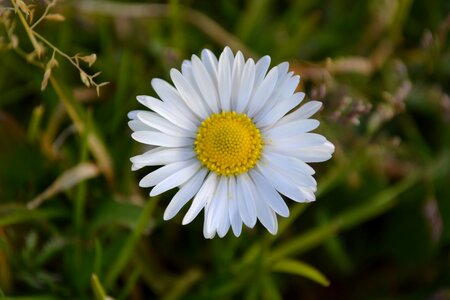 Daisy white flowers spring