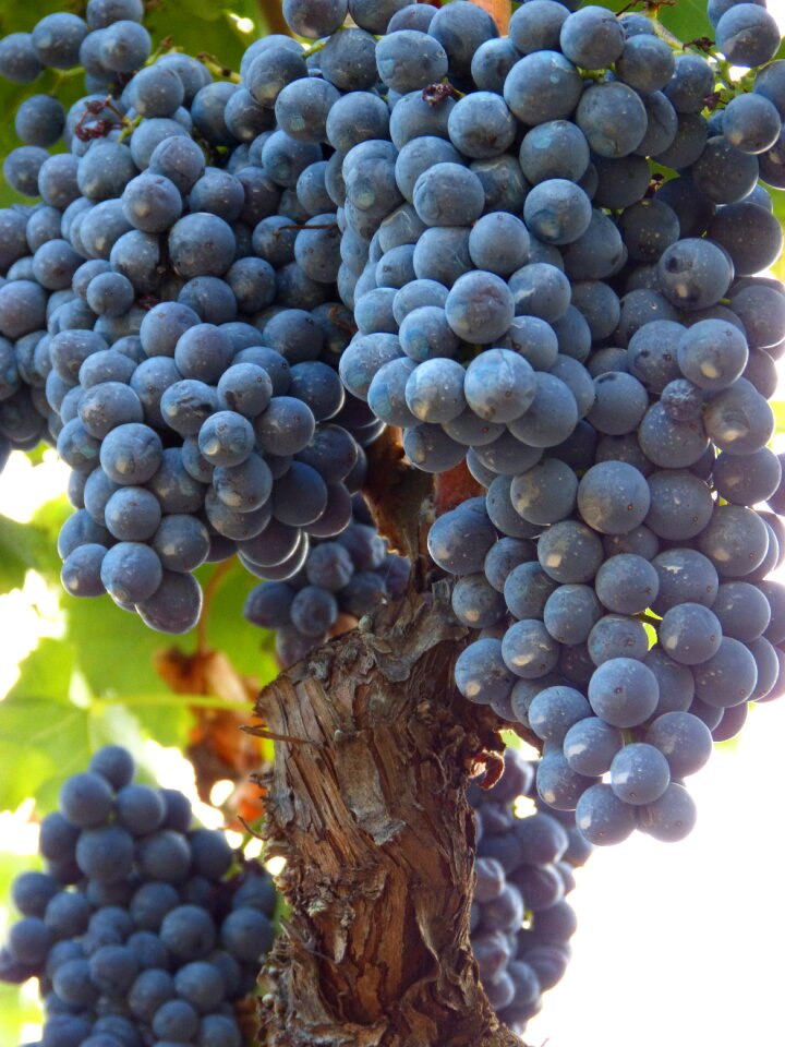 Vine red wine vineyards