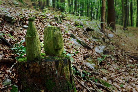 Krug beer wood