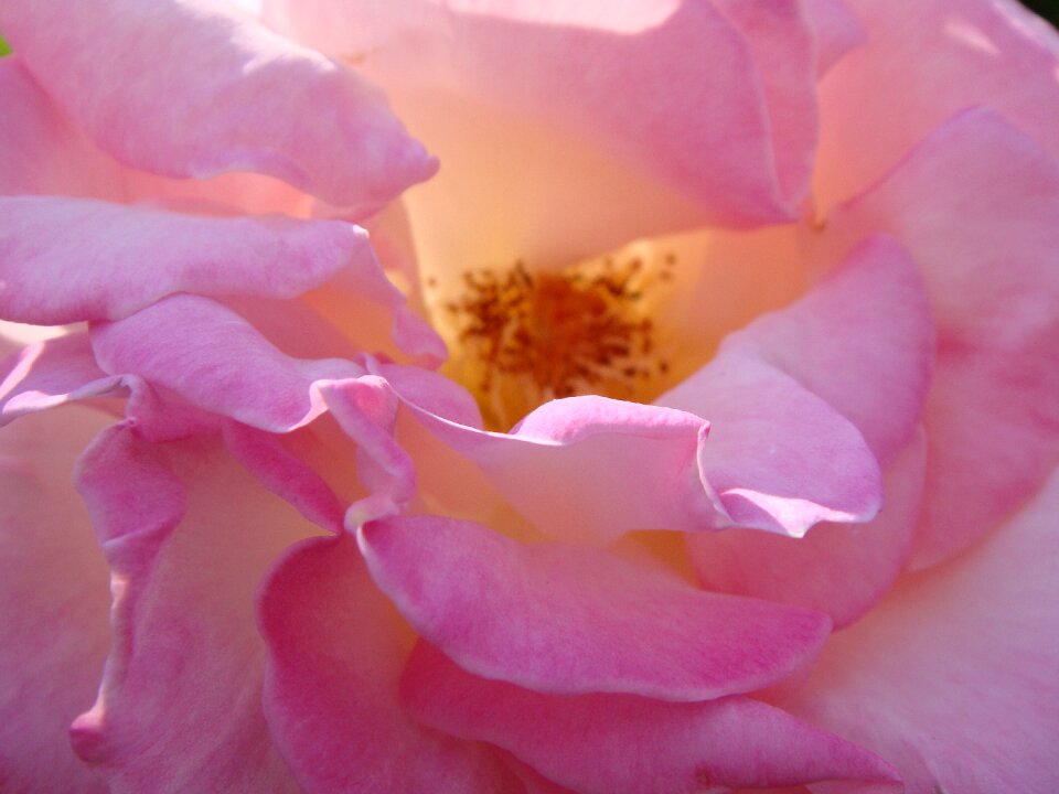 Macro color pink petals