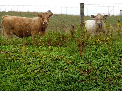 Cattle dairy meadow