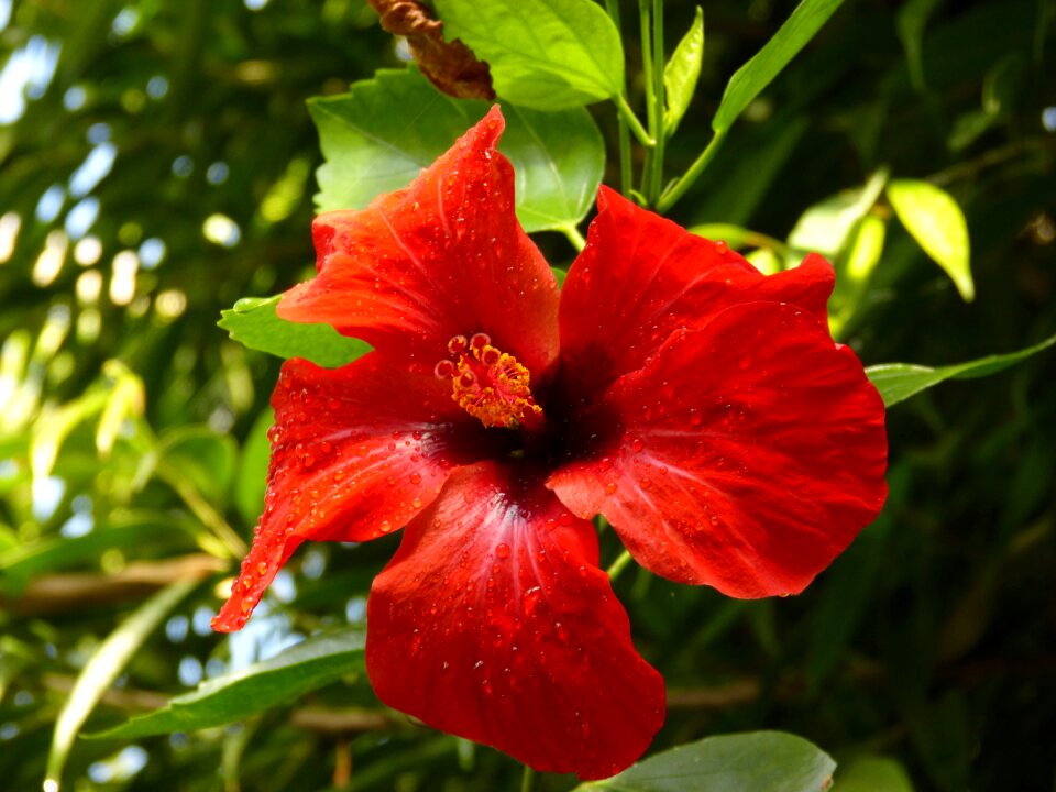 Red hibiscus exotic