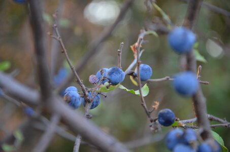 Shrub nature closeup
